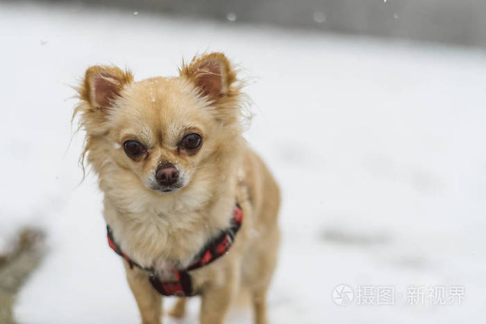 可爱的长头发米色的吉娃娃狗在雪地里玩耍