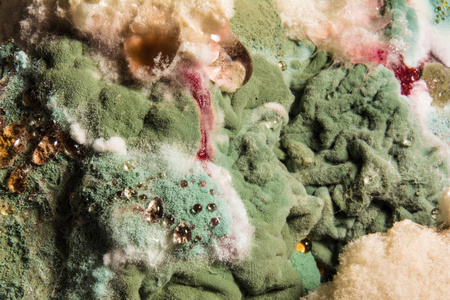 被宠坏的食物上的有色霉菌的密集的形成, 抽象背景照片