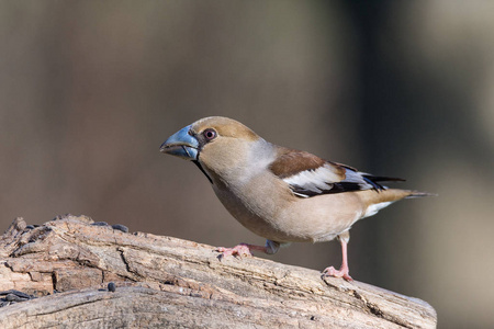 hawfinch Coccothraustes Coccothraustes Frosone 市镇