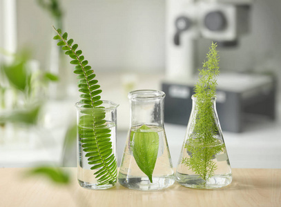 实验室中有植物的化学玻璃器皿