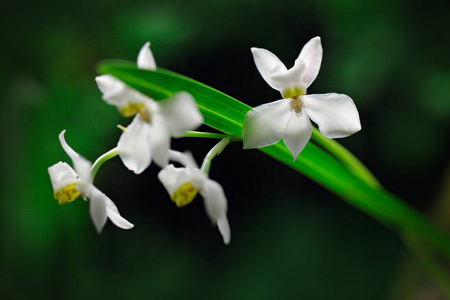 野生白色热带兰花花