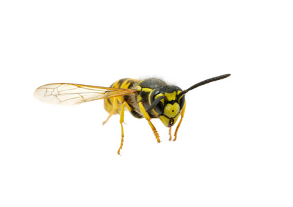 黄蜂在梳子图片