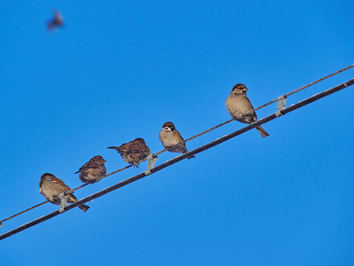 冬天的麻雀在电线上图片
