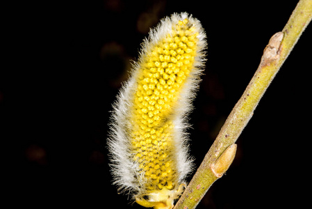 柳树开花特写镜头