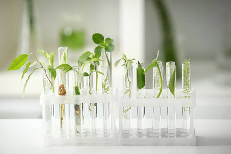 实验室用植物试管照片