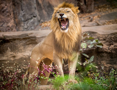 雄狮咆哮, 站在动物园的自然