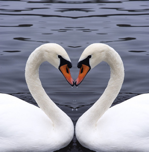 天鹅心照片