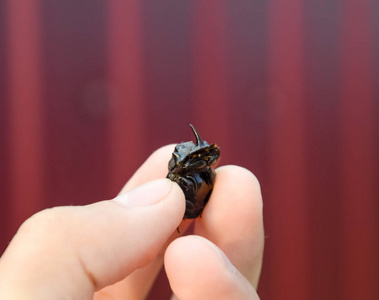 犀牛甲虫。在人类手的手指上的犀牛甲虫。小犀牛甲虫