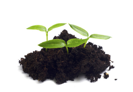 茁壮成长芽苗图片