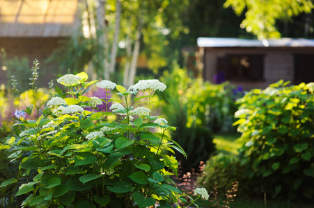 6月夏季花园景观与绣球花安娜布什在阳光明媚的日子里绽放