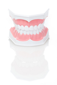 牙科模型的牙齿图片