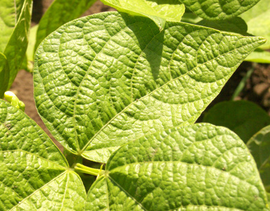 清炒四季豆图片