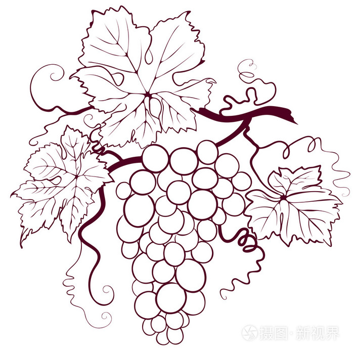 葡萄叶子插画-正版商用图片04112u-摄图新视界