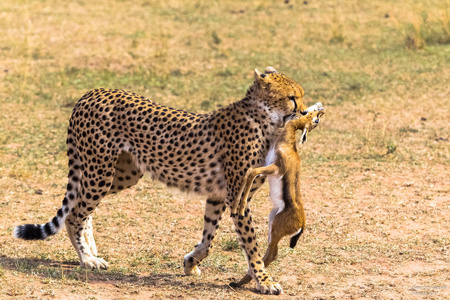 猎豹抓住了黑斑羚。打败自己非洲