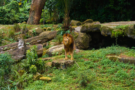 狮子在丛林森林里