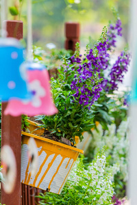 夏日温馨的家花花园