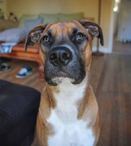 黑白微笑犬狗白色背景上的斗牛犬图两个斗犬咬绳狗头.野狗.