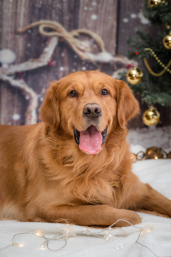 黄金犬图片大全大图图片