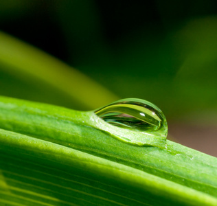 水滴叶子图片