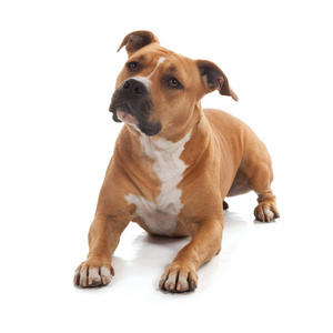 斯塔福郡斗牛犬小狗图片