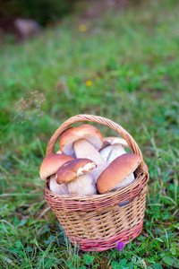草地上篮子里的蘑菇