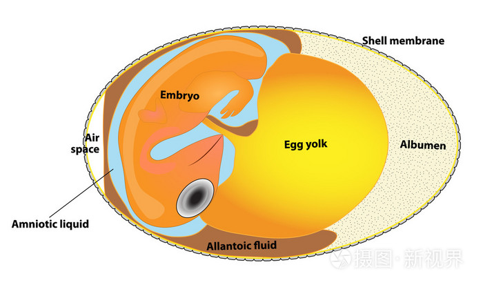结构的鸟蛋.蛋计划.鸟胚胎