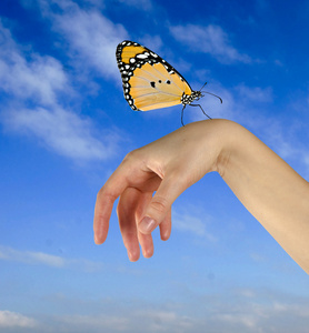 手中放飞的蝴蝶图片图片