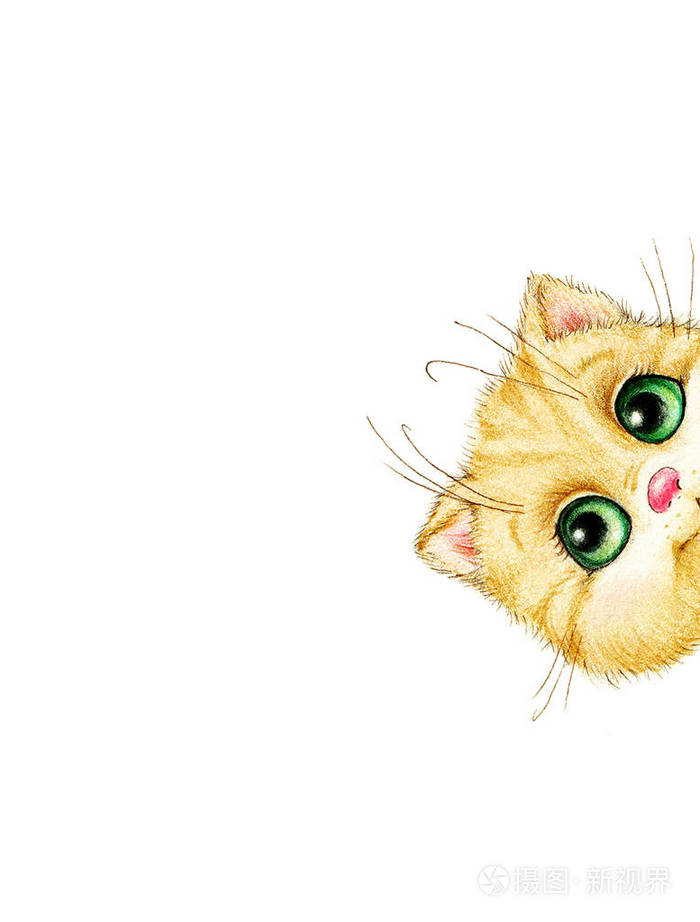 可爱的小猫的头在白色背景