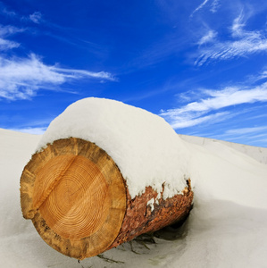 在雪地里的松树日志