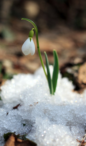 雪花莲