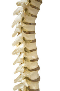 人体脊柱脊髓模型