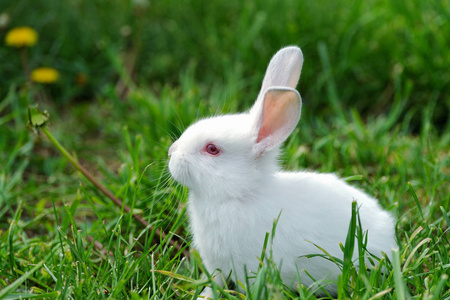 夏天在田野上的小兔子