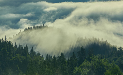 森林与针叶树在薄雾