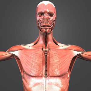 人体肌肉解剖的多彩医学例证