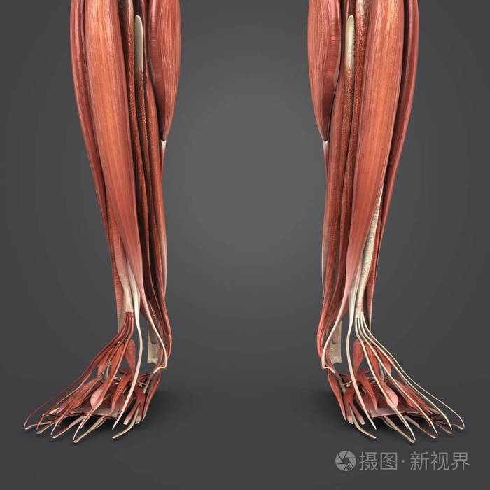 人体腿部肌肉的彩色医学例证