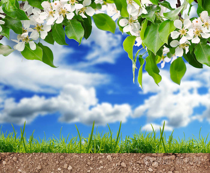 阳光明媚的春天土壤上的青草