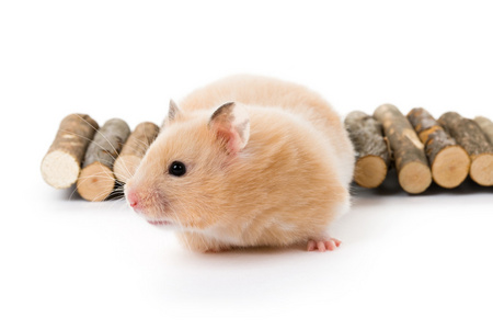 玩具熊仓鼠玩具熊仓鼠泰迪熊仓鼠泰迪熊仓鼠动物玩具和心无缝的模式