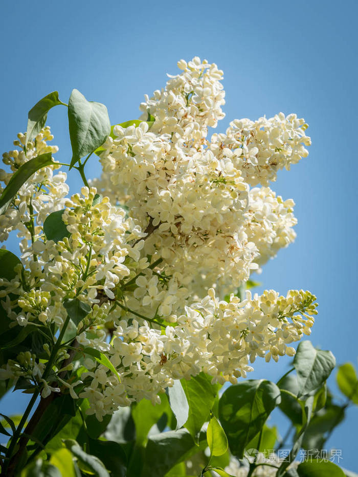 蓝色天空前盛开的白色丁香花