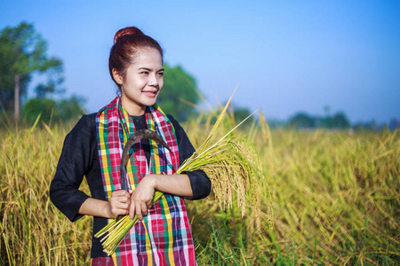 用镰刀收割稻田的女农夫图片