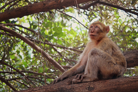 只猴子在喝茶图片