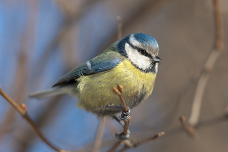 bluetit 关闭