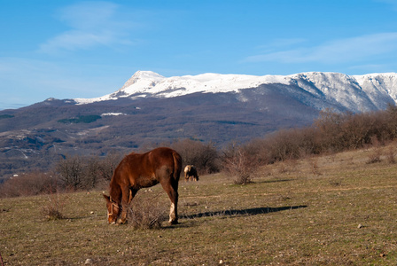两匹马在牧场上与群山相对