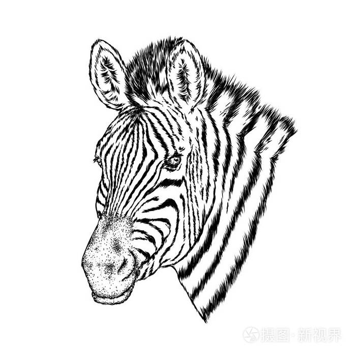 斑马矢量插图