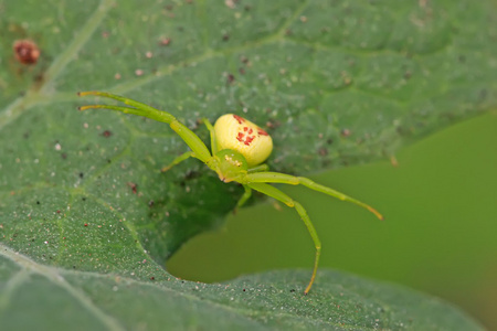 绿色的叶子上蟹蜘蛛照片