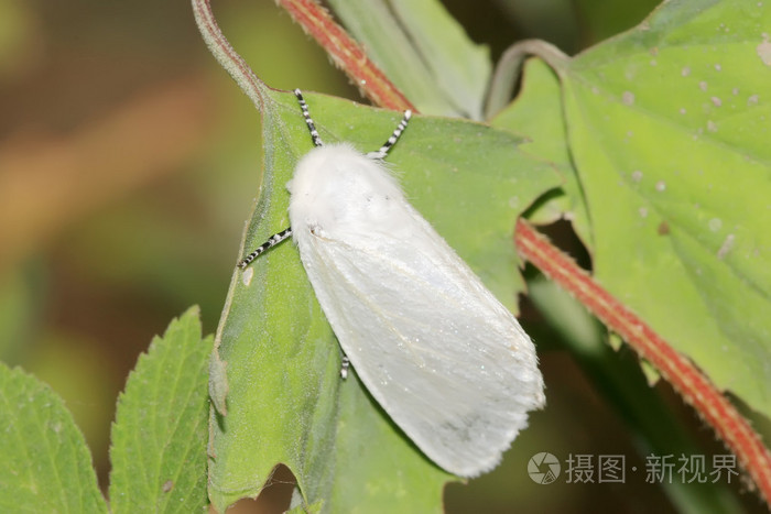 美国白蛾在野生环境中