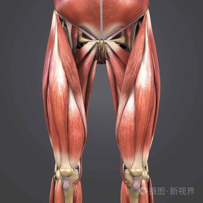 人类髋部和大腿肌肉和骨骼的彩色医学插图