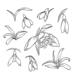 观音莲手绘图片-观音莲手绘素材-观音莲手绘插画-摄图新视界