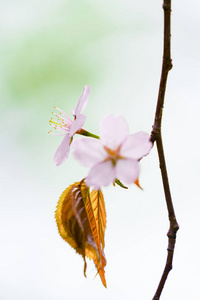 在春天的樱花