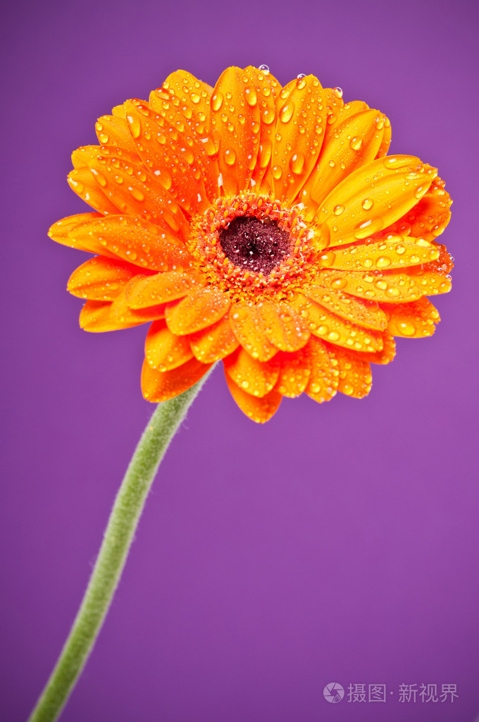紫色背景上的橙色雏菊非洲菊花卉