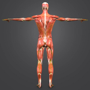 人体肌肉解剖的多彩医学例证
